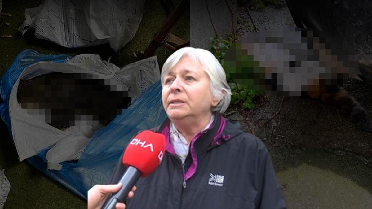 Kadıköy'ü ayağa kaldıran toplu kedi ölümü: Büyük bir katliam, soruşturma başlatıldı