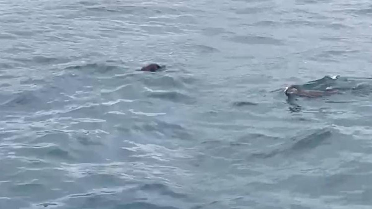 İstanbul Boğazı'nda ortaya çıktı! 'Bunun burada ne işi var'