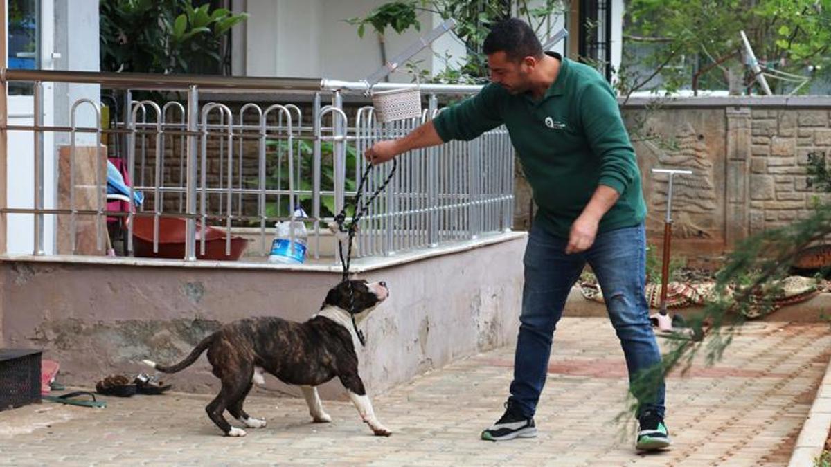 Apartmanda 4 saat 'pitbull esareti'