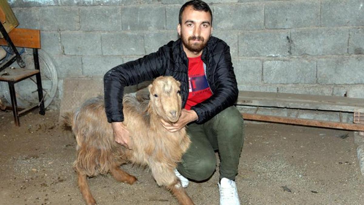 Keçi, 47'nci günde enkazdan sağ çıktı