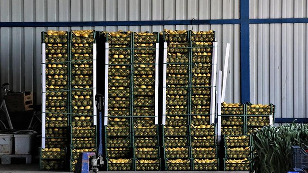 Fiyatlar yüzde 50 düştü! Bahar hareketliliği başladı