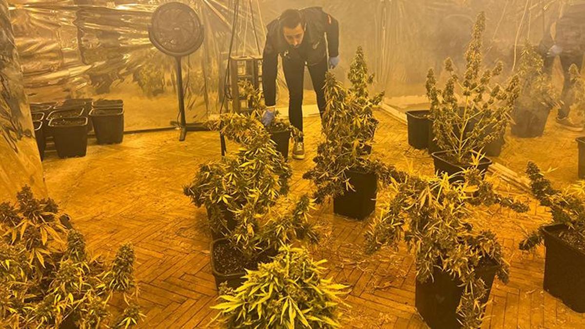 İstanbul'da 5 katlı iş merkezinin terasındaki uyuşturucu serasına operasyon!