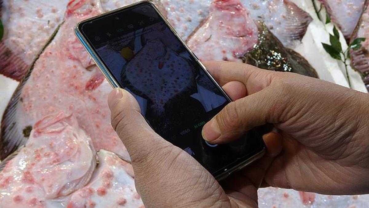 Kilosu 600 liradan satılıyor! Karadeniz’de kalkan bolluğu