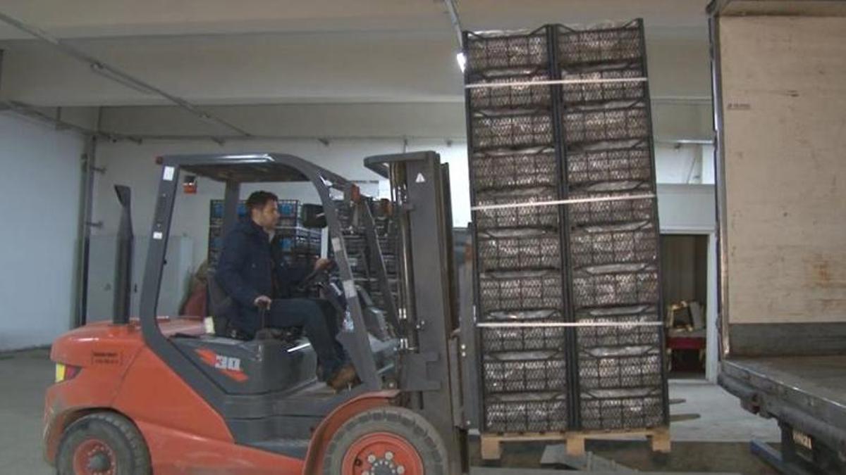 Kapadokya çileği ekonomiye 700 bin dolar katkı sağlıyor