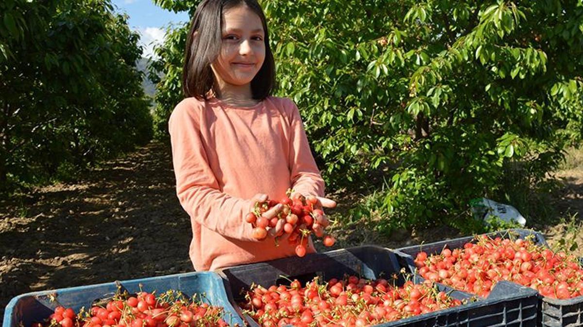 Sezonun ilk kirazı açık artırmayla 800 TL'den satıldı!