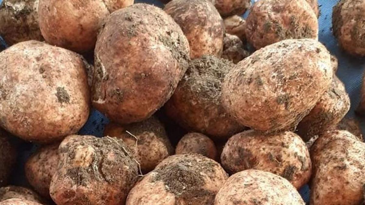 Kilosu 500 lirayı bulan 'Keme' çıktı