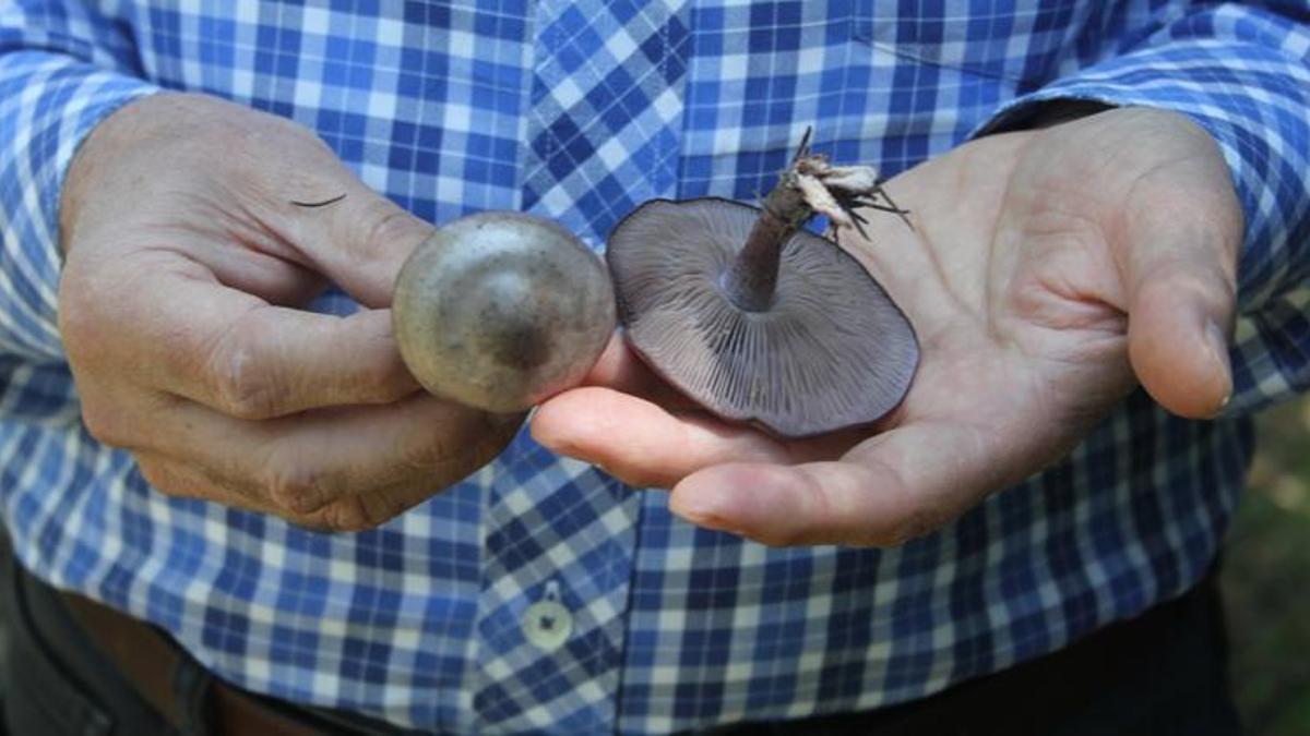Profesörden 'ölüm meleği' mantarı uyarısı