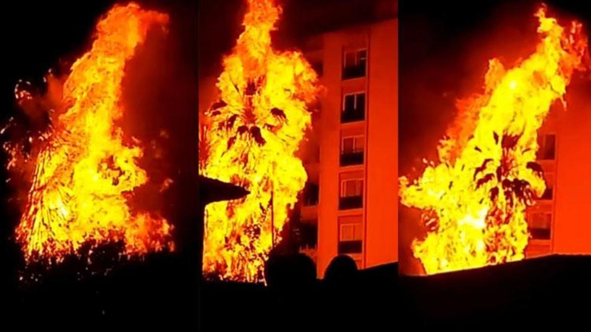Alev topuna dönen palmiye ağaçları korku dolu anlar yaşattı