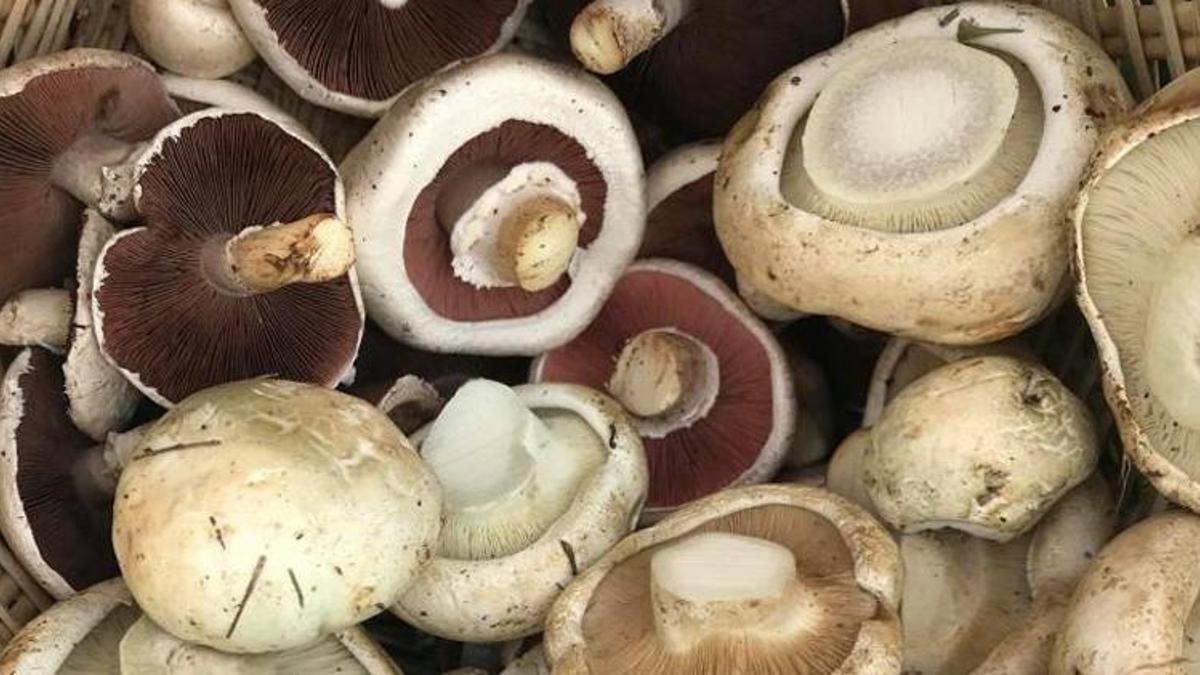 Uzmanlar uyarıyor; toplandığınız her mantarı yemeyin