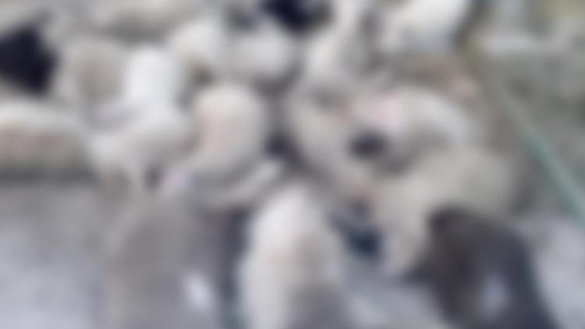 Ankara’da sokak köpekleri saldırısı: 40 kuzu telef oldu