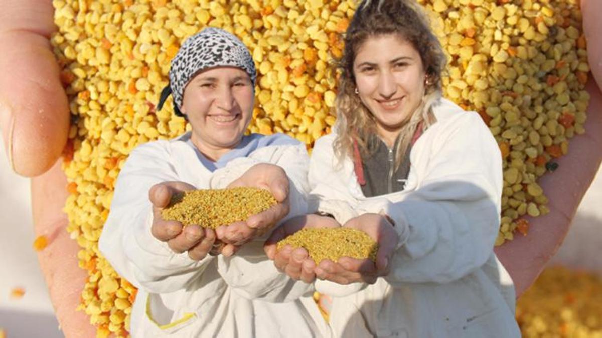 Kilosu 300 lira! '100 ton üretim yapılıyor'