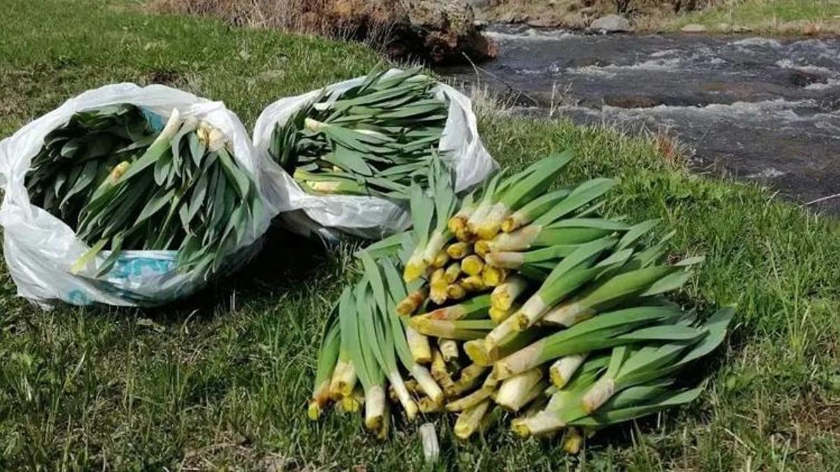 "Çiriş Otu” deyip geçmeyin! Sağlığa büyük faydası var