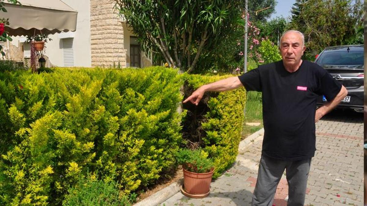 Komşusunun ağaçlarını kesmekten, 6 yıl hapsi istendi