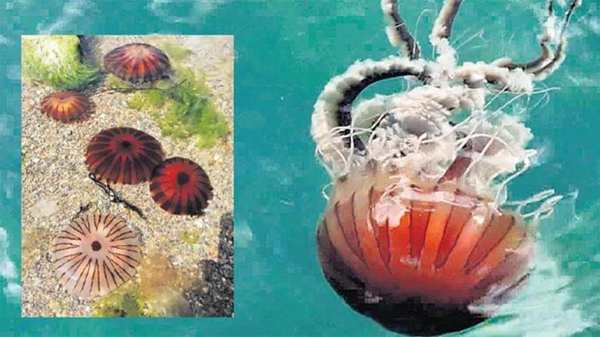 Marmara’da büyük tehlike: Pusula denizanası