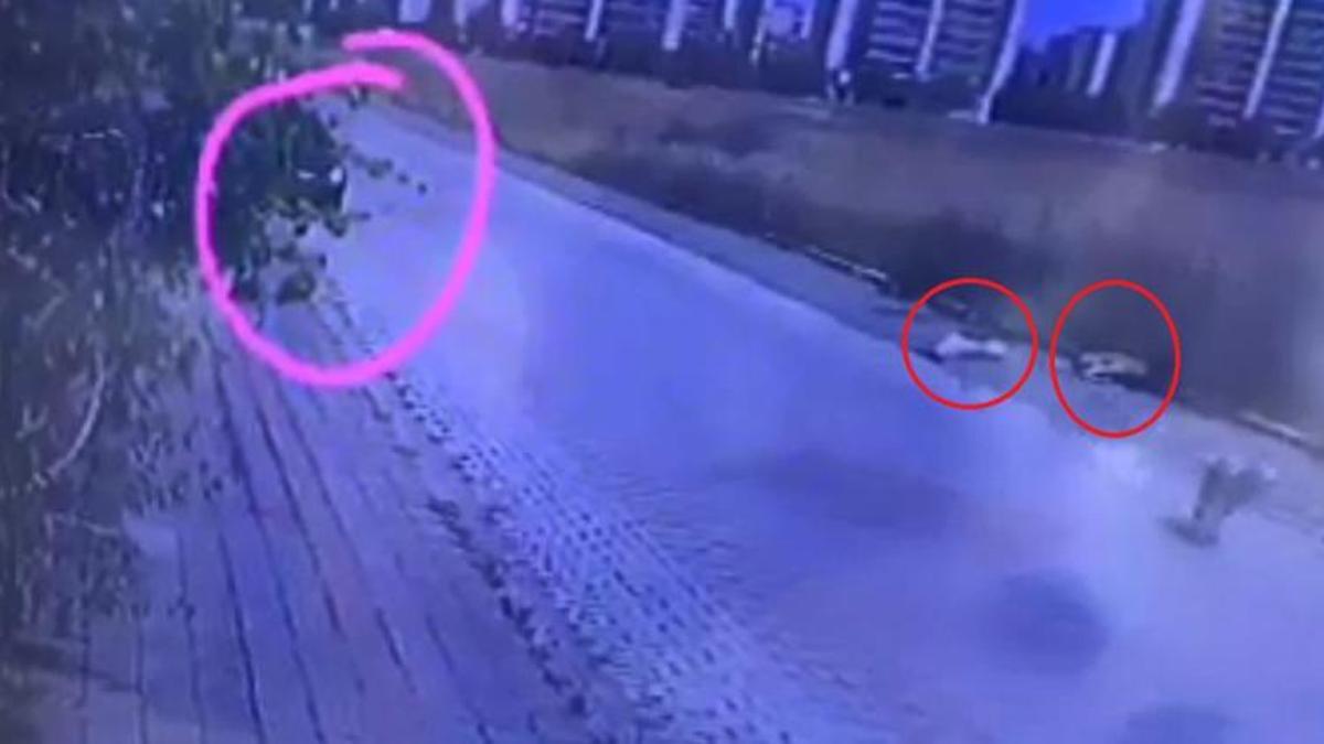 Otomobilden pompalı tüfekle ateş edip 2 köpeği öldüren şüpheli yakalandı