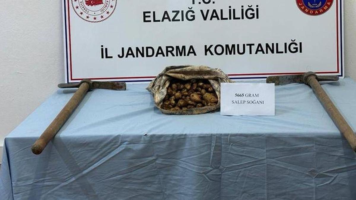 Elazığ'da salep soğanı toplayan kişiye 110 bin lira ceza