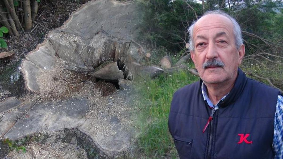 Görülmemiş olay! 150 yıllık çınar ortadan kayboldu