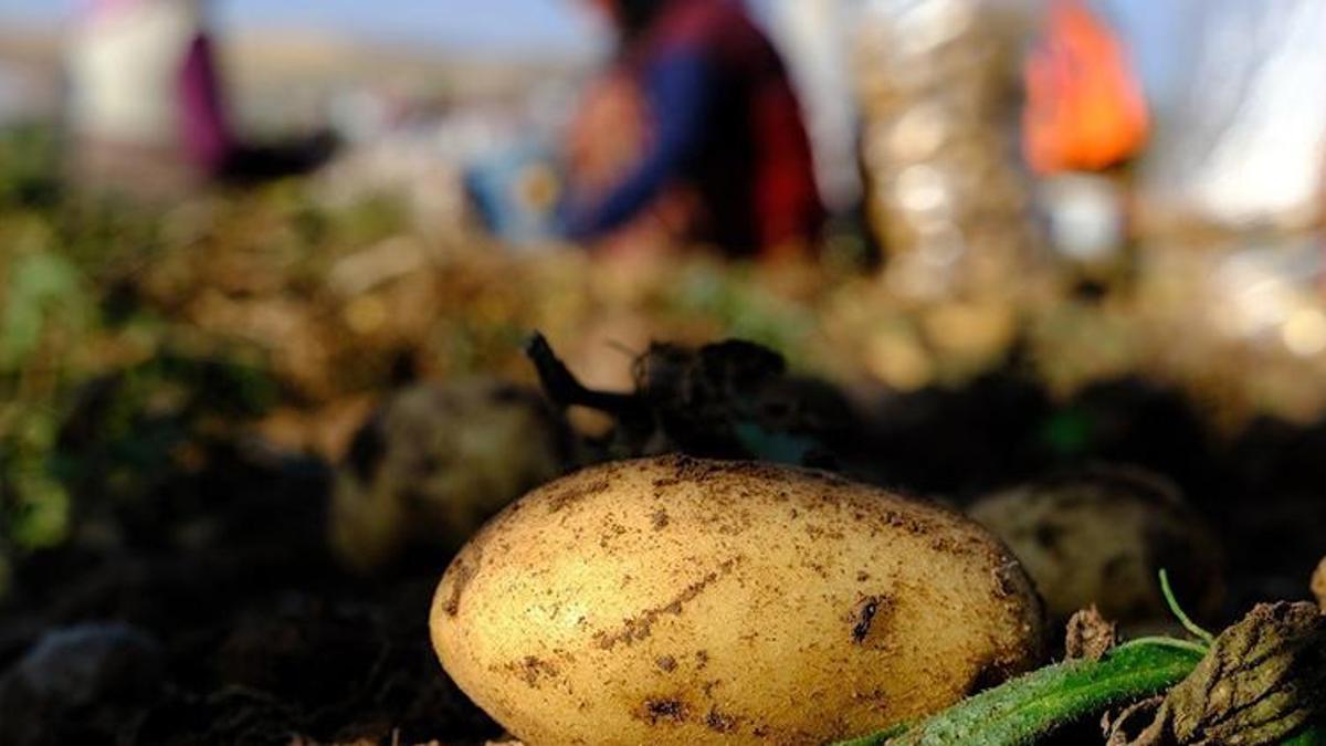İstanbul'da mayıs ayının en fazla pahalanan ürünü patates oldu