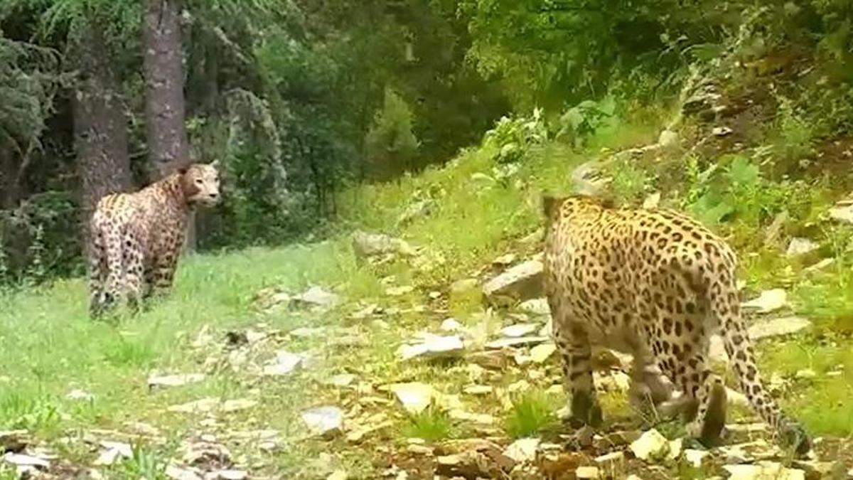 Anadolu leoparı görüntülendi; 'Efsane bu kadim topraklarda' notuyla paylaşıldı