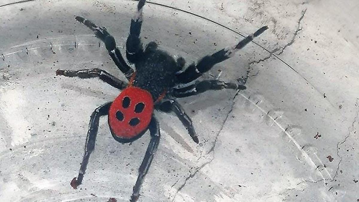 Denizli’de zehirli uğur böceği örümceği görüldü