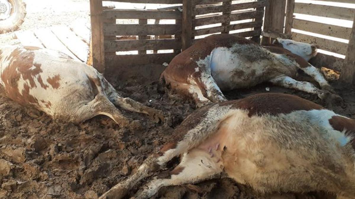 Yıldırım düştü; depremzedenin 5 büyükbaş hayvanı öldü