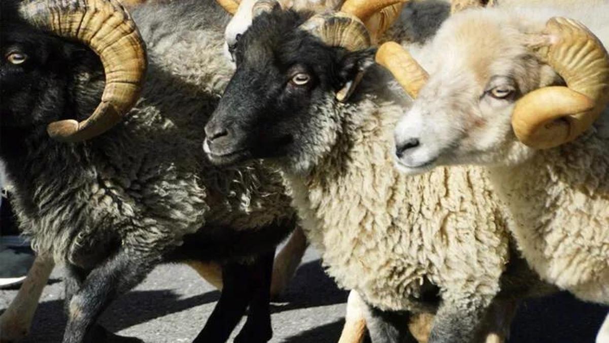 Kurban Bayramı tatili kaç gün? 2023 Kurban Bayramı tatili 9 gün mü oldu? 26-27 Haziran idari izin mi?