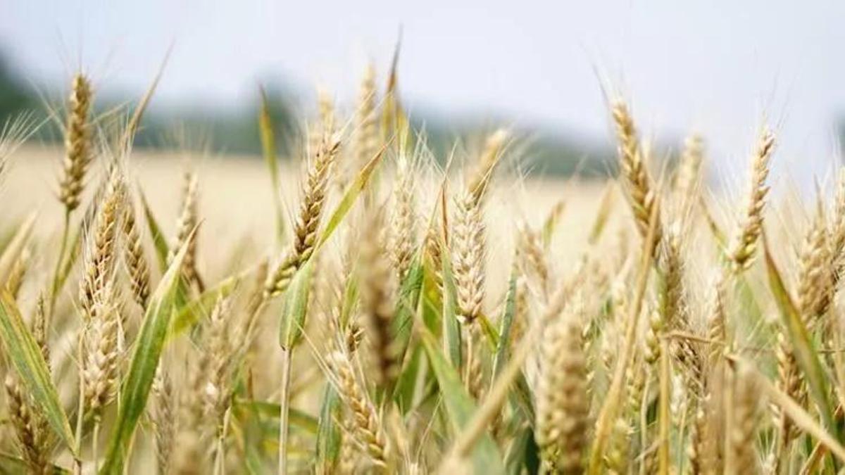Buğday ve arpa alım fiyatı belli oldu