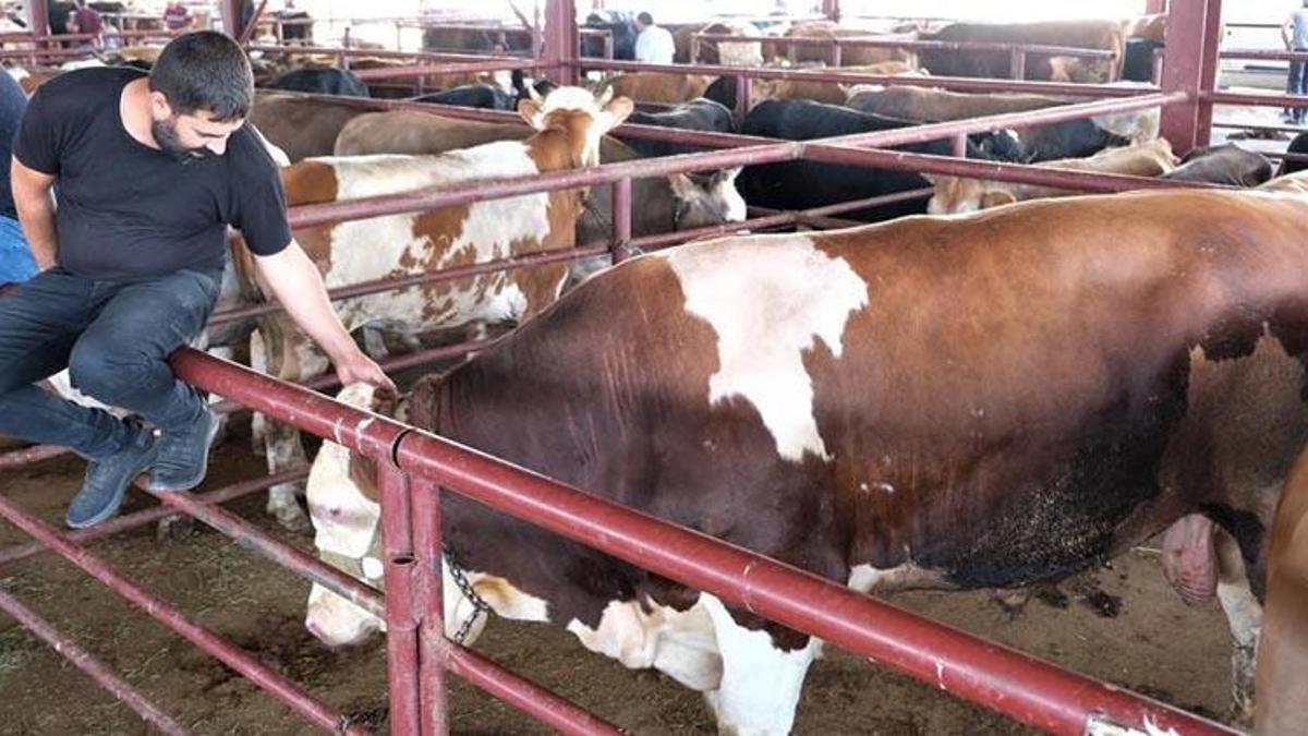 Kurbanlık alımlarında keneye dikkat! 'Mutlaka kontrol edilmeli'
