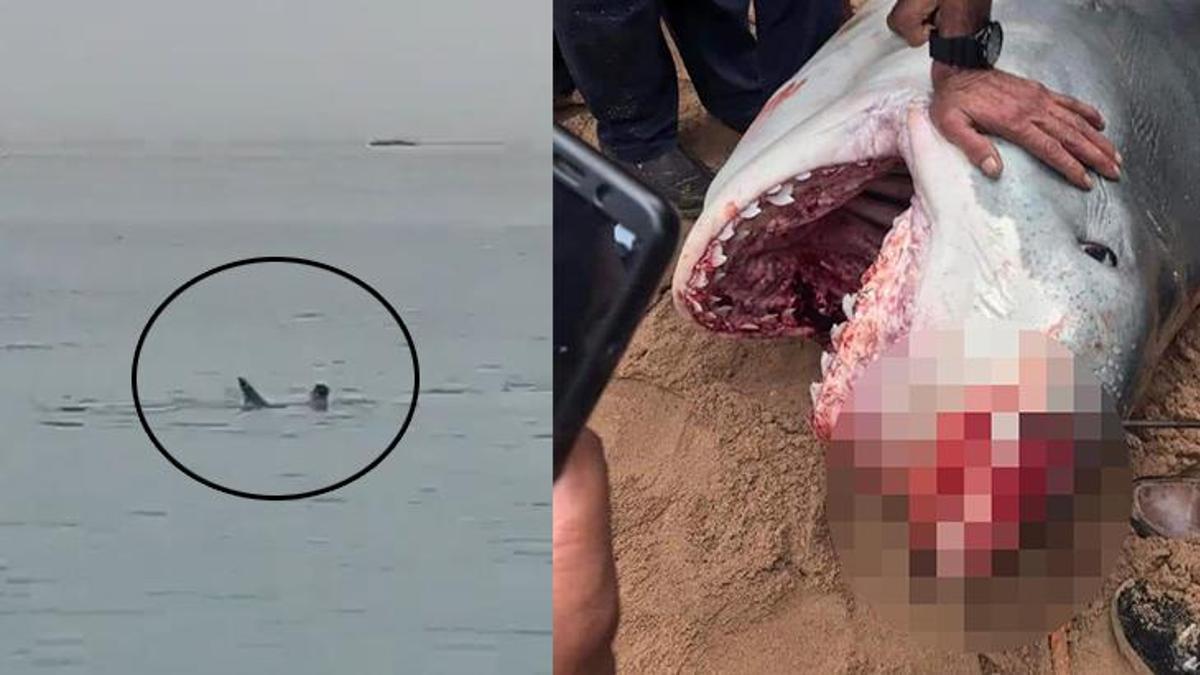 Köpekbalığı saldırısına uğrayan Rus turist öldü