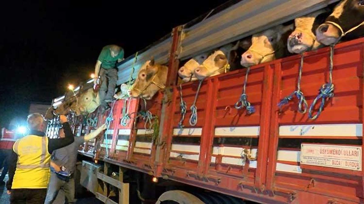 İstanbul'a kurbanlık hayvan girişleri başladı