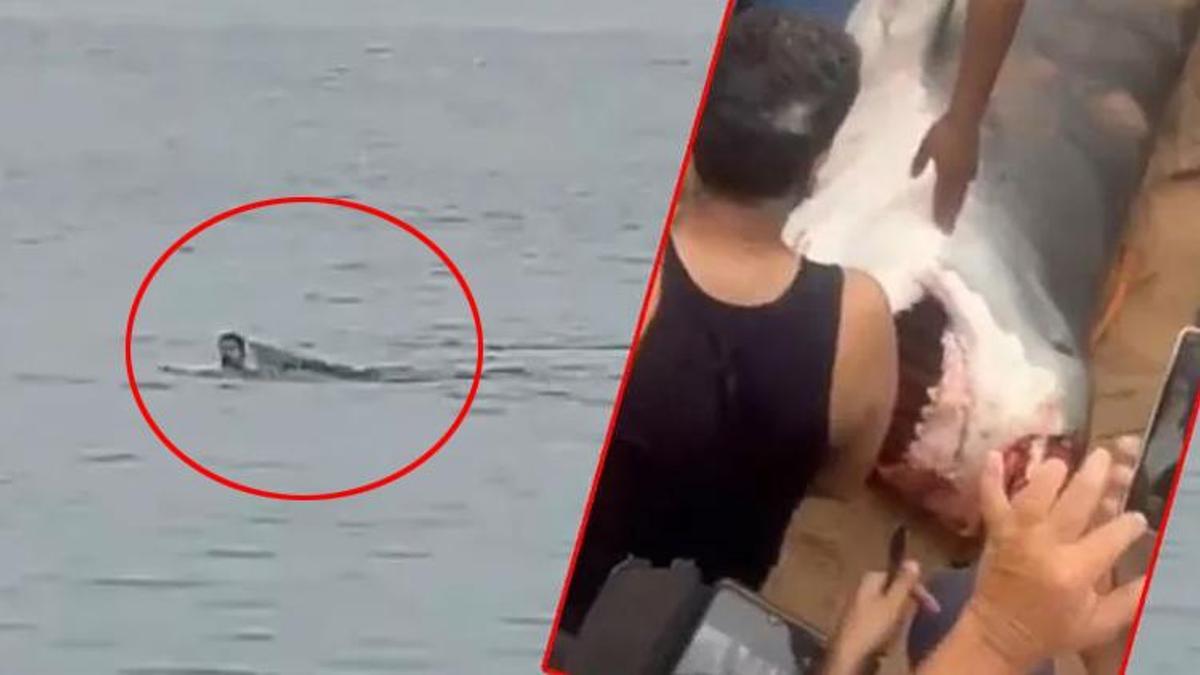 Rus turisti katleden köpek balığı yakalandı! Kalıntıları içinden çıktı
