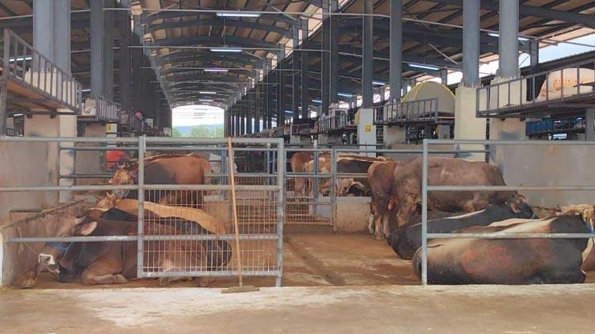 Bursa’da hayvan pazarında şap karantinası