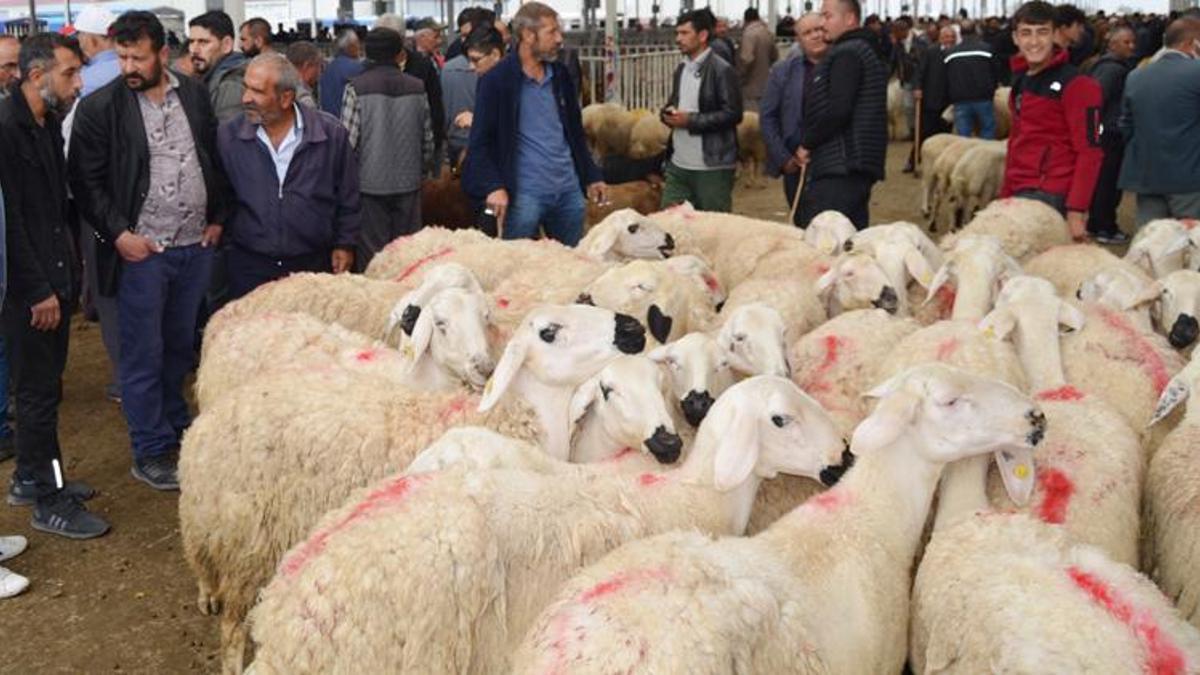 Aksaray'dan 350 bin küçükbaş kurbanlık yola çıktı