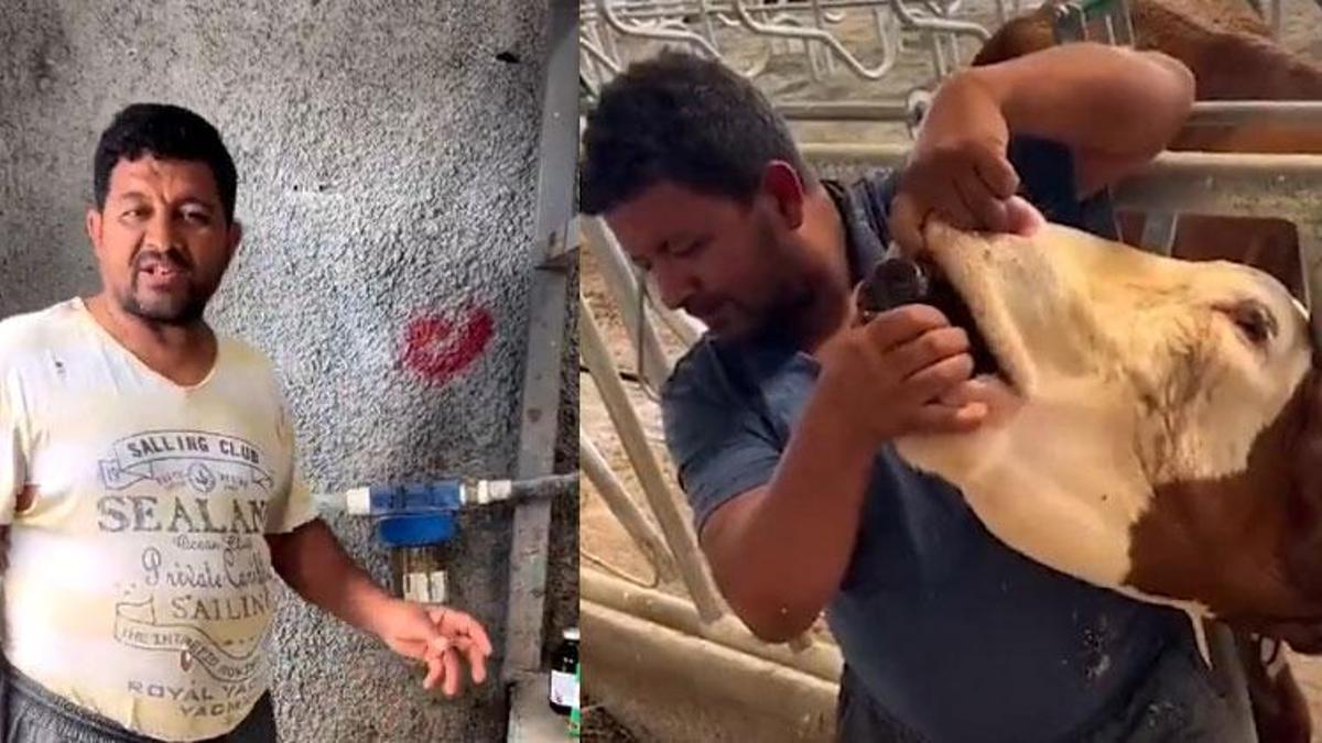 İneğe içki şişesinde sıvı içiren çiftlik çalışanı tutuklandı