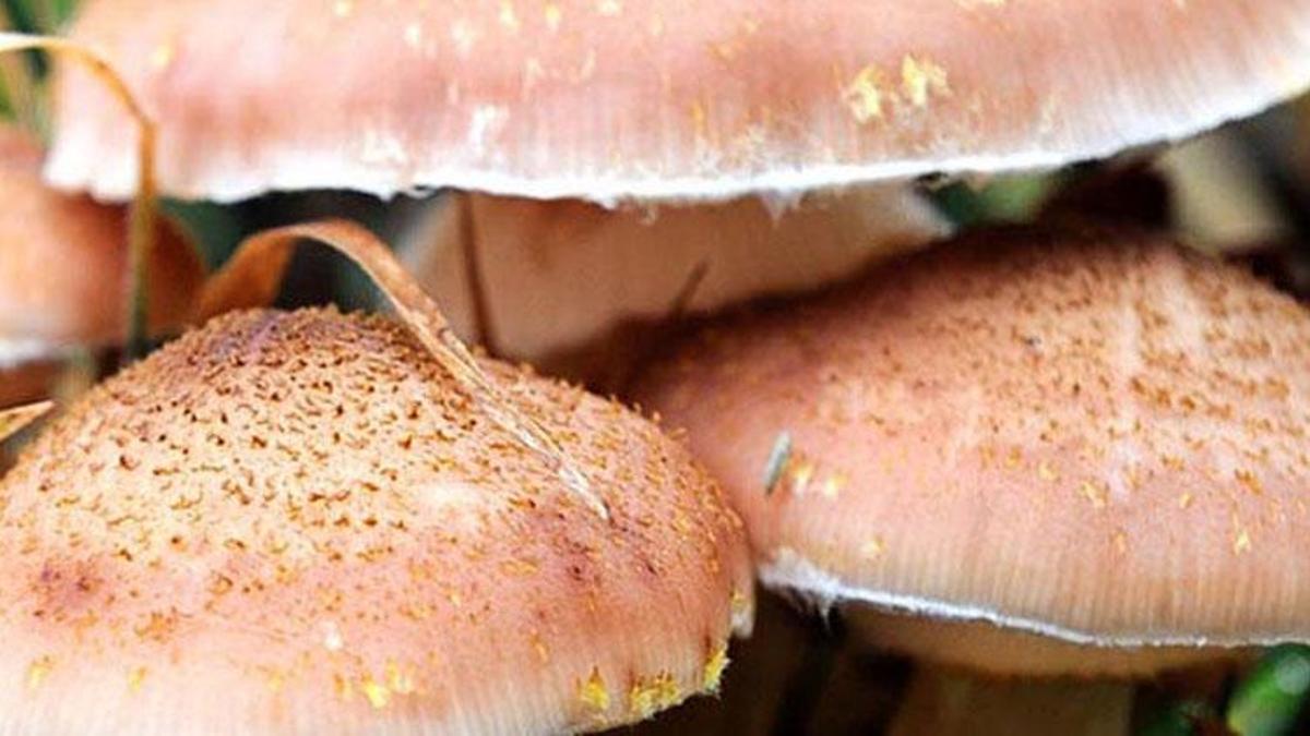 Hemen belirti vermiyor, çok sinsi ilerliyor! 16 saat sonra öldürüyor