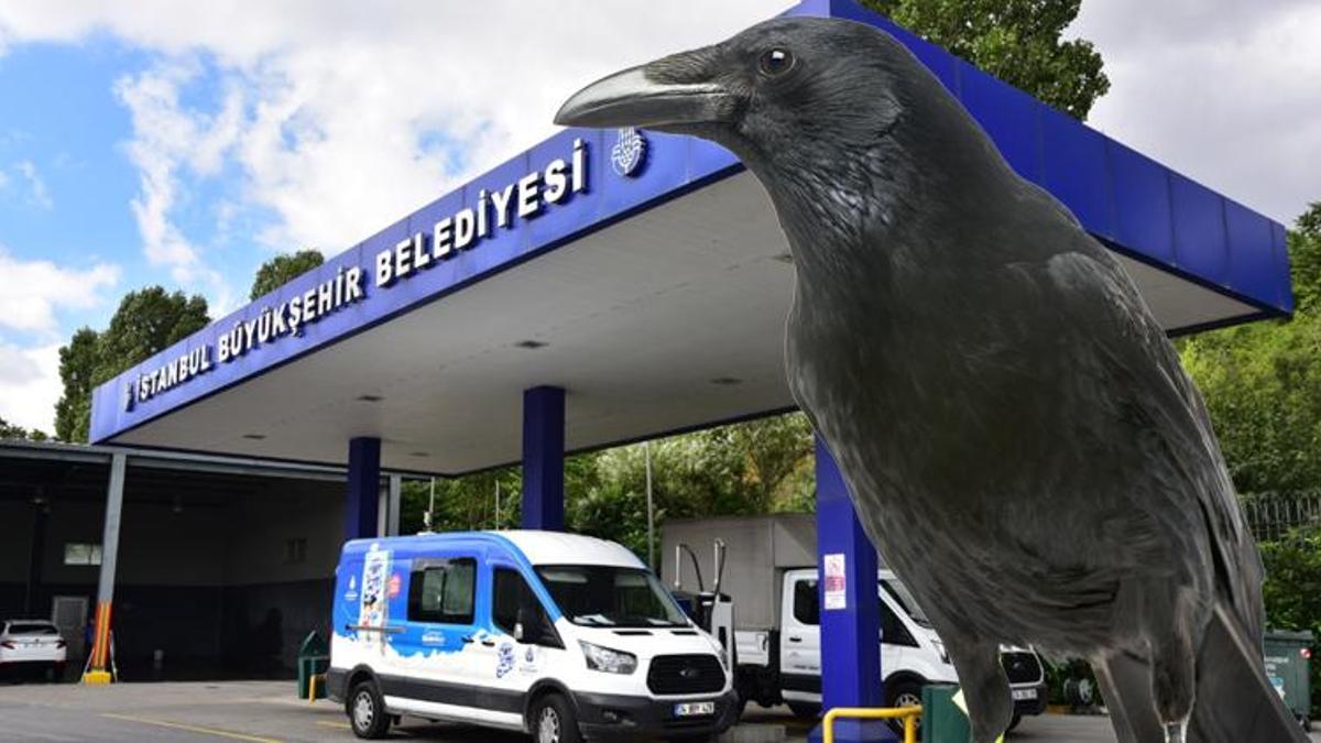 Dedektif karga, güvenlikçinin önüne iki parmak bıraktı! Akılalmaz olay
