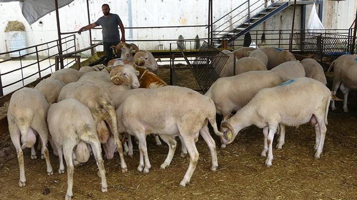 'Kurbanlık alımını son güne bırakmayın' uyarısı