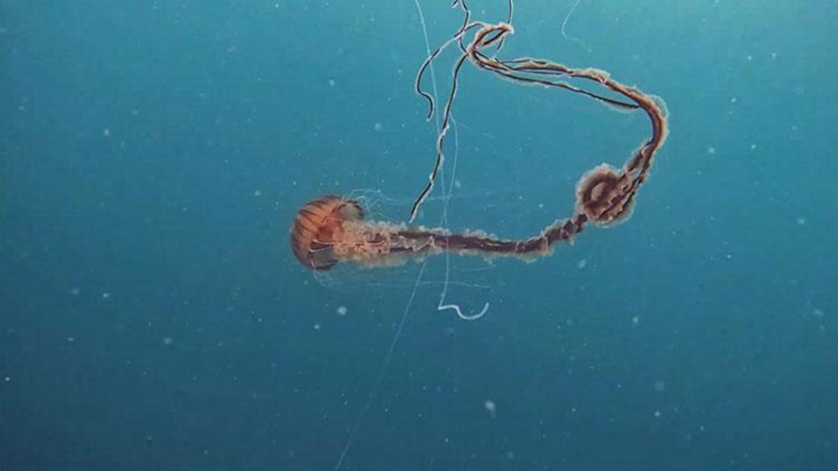 Marmara'da pusula denizanası tehdidi!