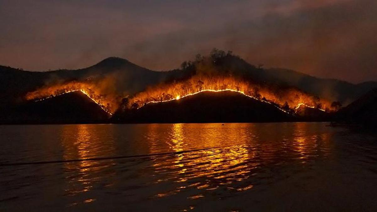 Dünya Kaynakları Enstitüsü: Yağmur ormanlarının yok olma oranı yüzde 10 arttı