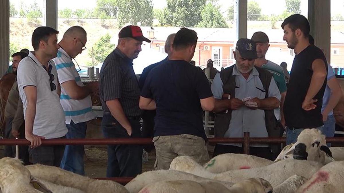 Kurbanlıklar elde kalınca fiyatlar maliyetine düşürüldü: Zararına bile veremiyoruz