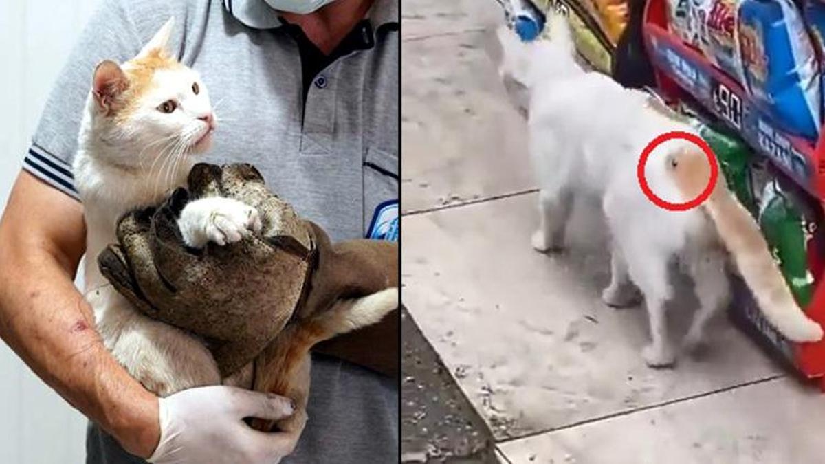 Kedinin 'beline çivi çakıldı' denmişti, gerçek başka çıktı