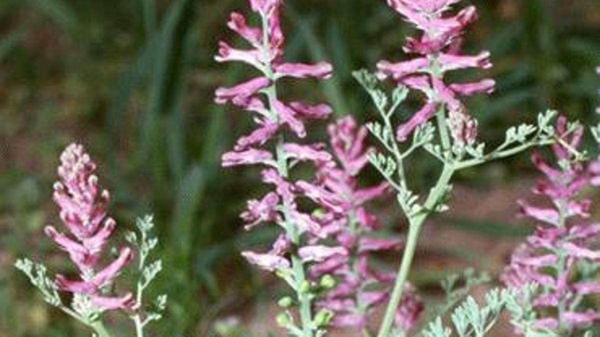 Şahtere Otu Nedir? Şahtere Otu Faydaları Nelerdir?