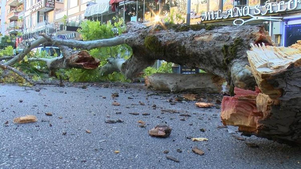Bursa'da 200 yıllık çınar, caddeye devrildi! Ulaşım felç oldu