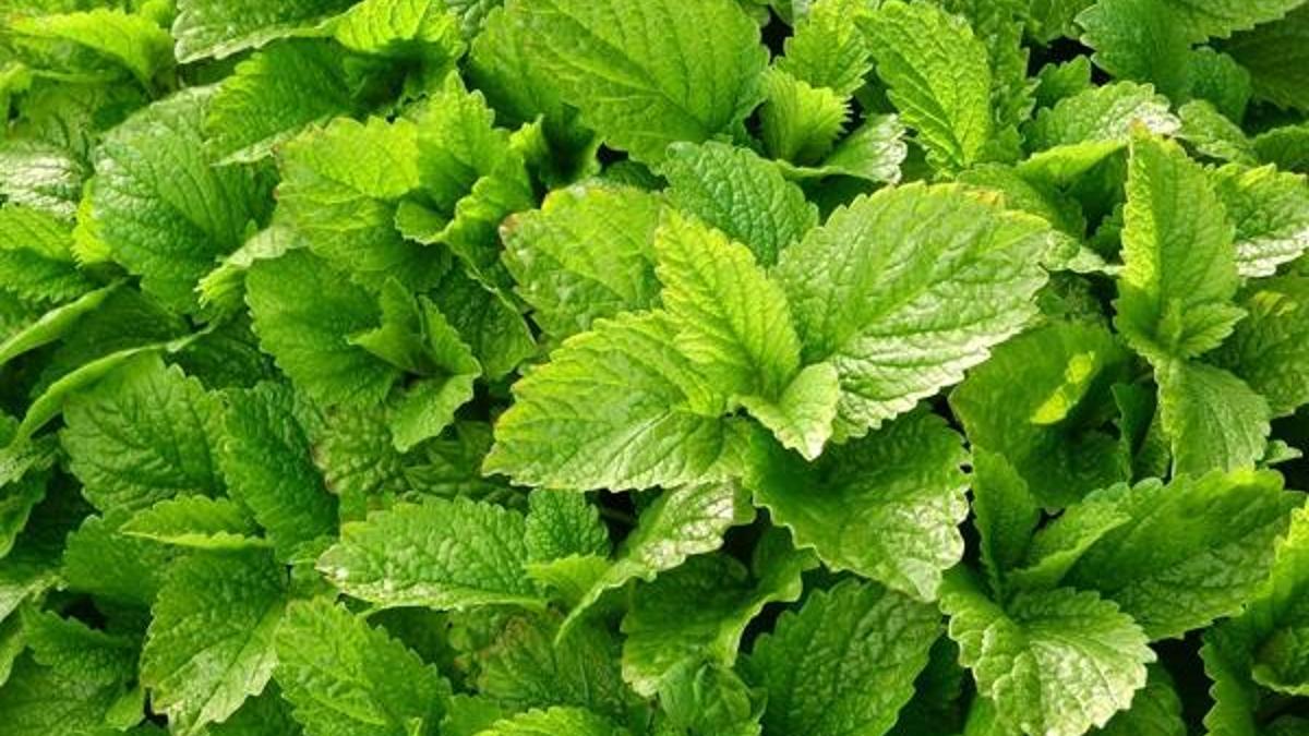 Melisa Otu Nedir? Melisa Otu Faydaları Nelerdir?