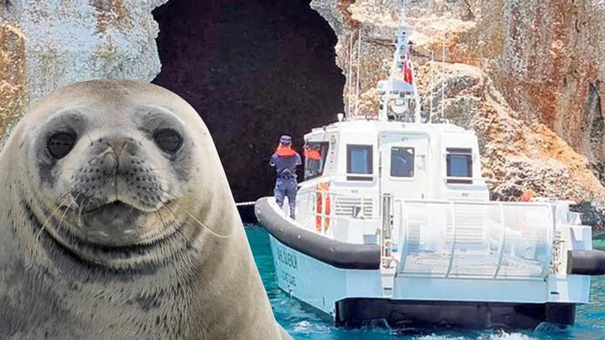 Akdeniz foklarını korumak için ilginç yöntem