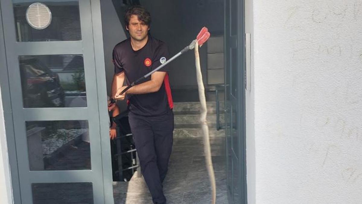 Apartmanın içine giren 3 buçuk metrelik yılan yakalandı