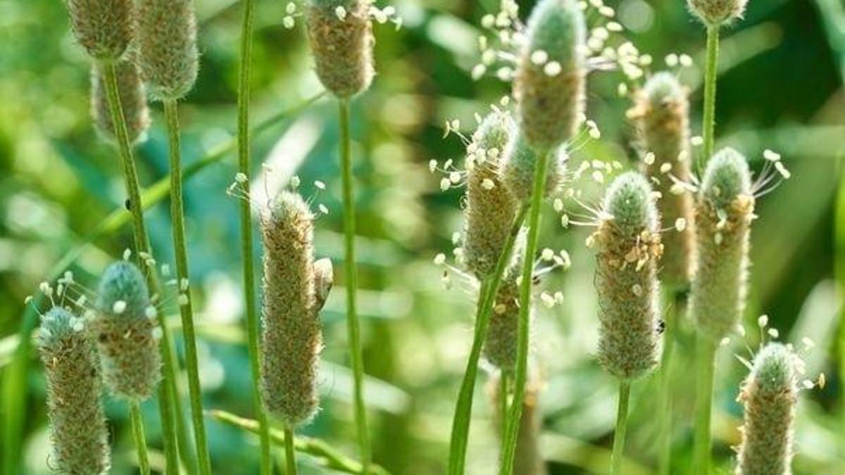 Karnıyarık Otu Nedir? Karnıyarık Otu Faydaları Nelerdir?