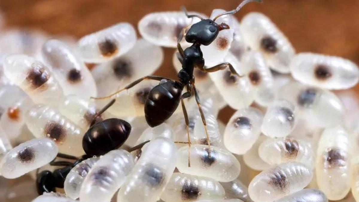 Karınca Yumurtası Yağı Nasıl Kullanılır? Karınca Yumurtası Yağı Kullanırken  Yapılması Gerekenler...