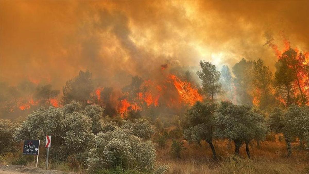 Muğla Milas'ta  orman yangını çıktı! Belediye başkanı son durumu açıkladı