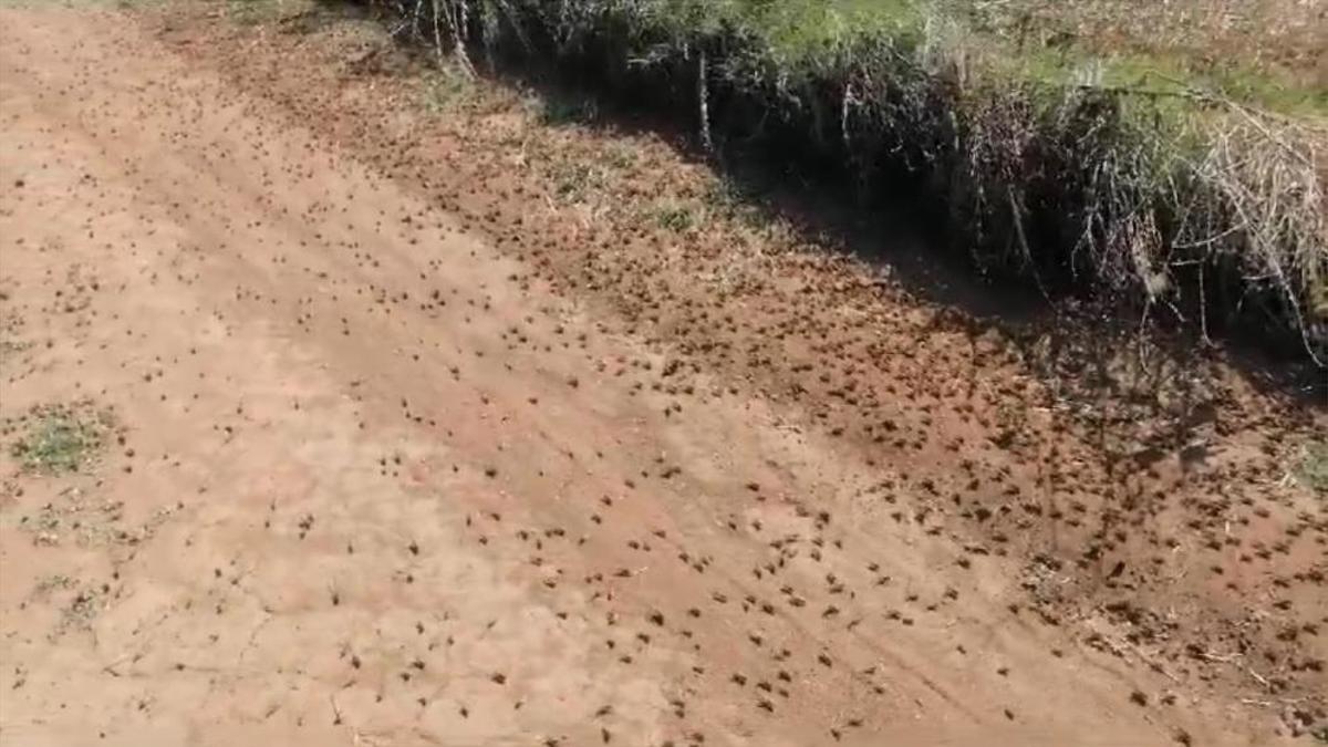 Çiftçilerin korkulu rüyası! Tarım arazilerini istila ettiler